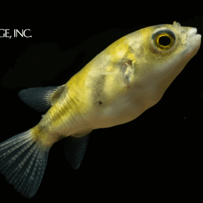 Colomesus asellus — "South American Puffer"