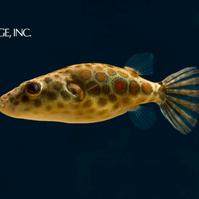 Pao abei — "Abei Puffer"