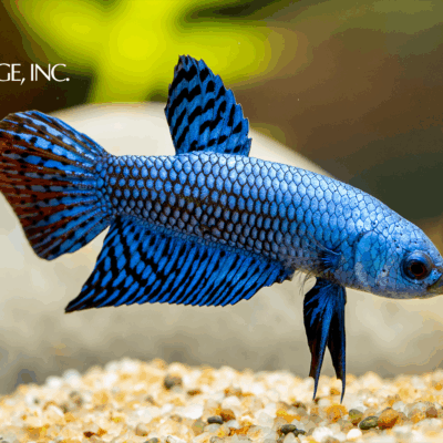 Betta splendens — "Alien Blue Betta"