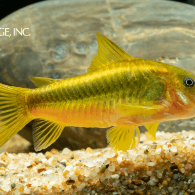 Corydoras sp. — "Laser Orange Cory"