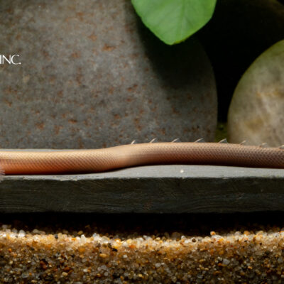 Erpetoichthys calabaricus — "Rope Fish"