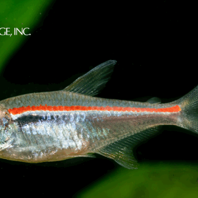 Hyphessobrycon amapaensis — "Red Line Tetra"