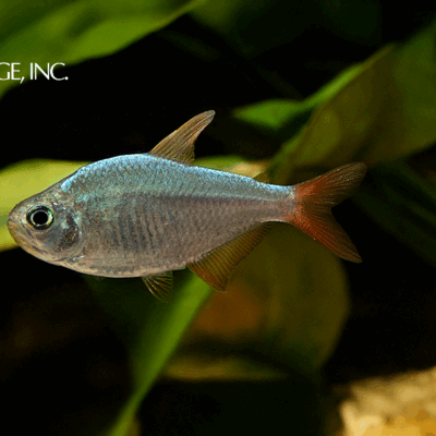 Hyphessobrycon columbianus — "Red & Blue Colombian Tetra"