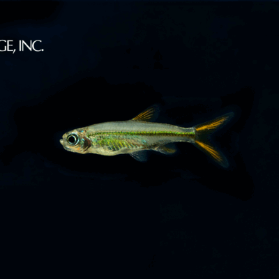 Ladigesia roloffi — "Jelly Bean Tetra"