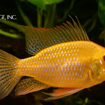 Mikrogeophagus ramirezi — "German Gold Ram"