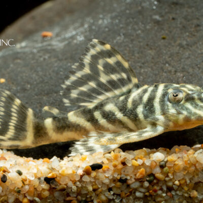 Hypancistrus debilittera — "L129 Colombian Zebra Pleco"
