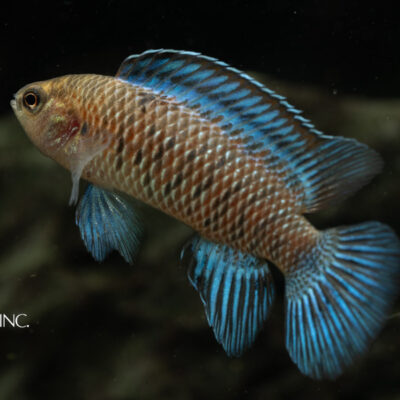 Badis badis — "Blue Chameleon Badis"