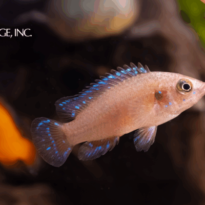 Hemichromis exsul — "Turkana Jewel"