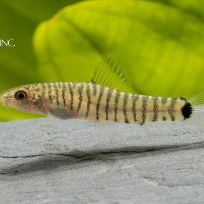 Micronemacheilus cruciatus — "Pygmy Multi Stripe Loach"