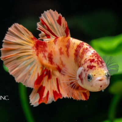 Betta splendens — "Plakat Leopard Marble Betta"