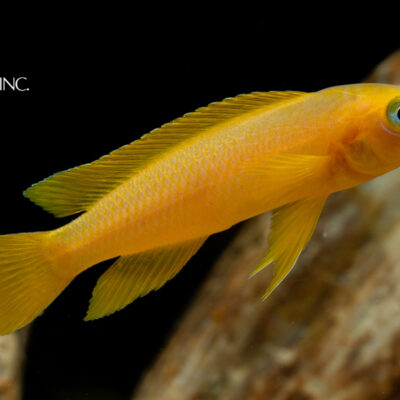 Neolamprologus leleupi — "Lemon Cichlid"
