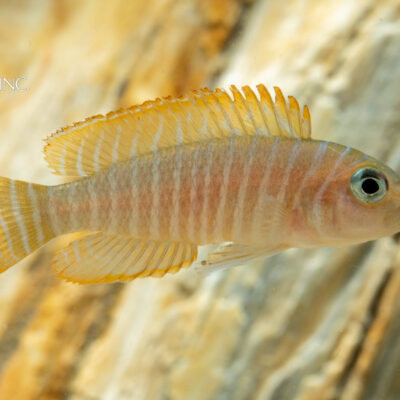 Neolamprologus similis — "Big Eye Multifasciatus"