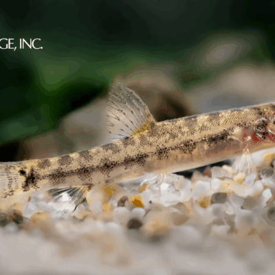 Lepidocephalichthys furcatus  — "Forked Loach"